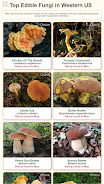 Shroomify - USA Mushroom ID ဖန်သားပြင်ဓာတ်ပုံ 2