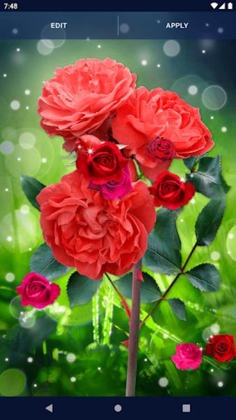 Red Rose Live Wallpaper स्क्रीनशॉट 1