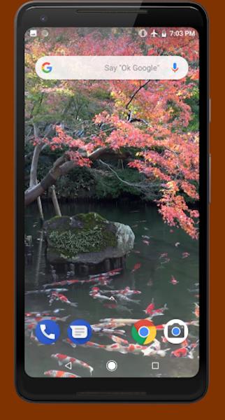 Japanese Koi Pond 4K Video LWP স্ক্রিনশট 4