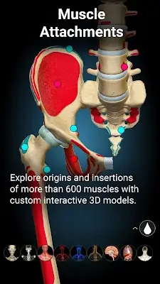 Anatomy Learning - 3D Anatomy Screenshot 4