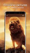 Lion Wallpapers 4K ဖန်သားပြင်ဓာတ်ပုံ 3