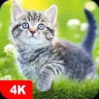 Cat Wallpapers & Cute Kittens