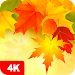 Autumn Wallpapers 4K