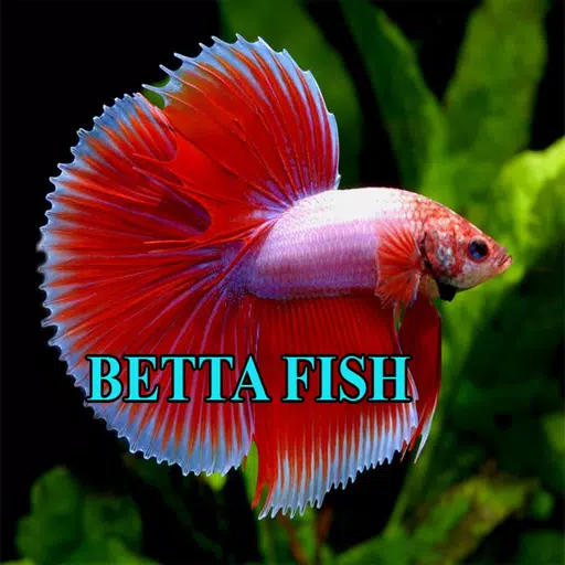 Betta Fish Gallery スクリーンショット 3